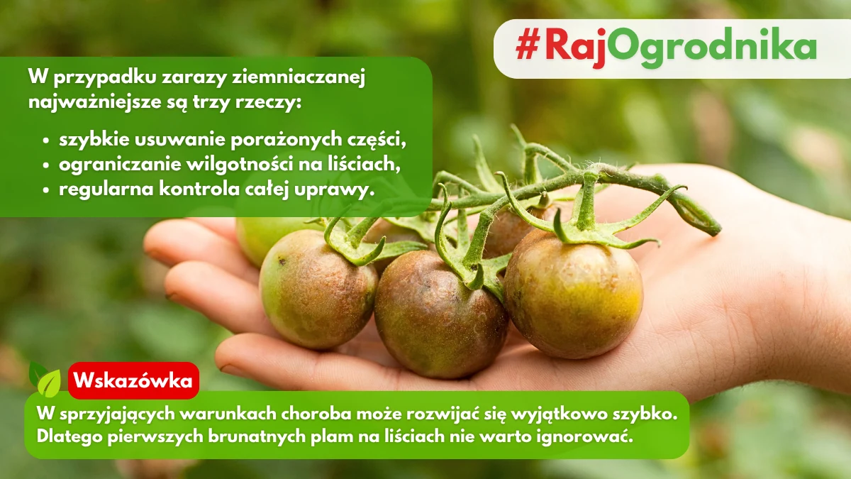 Jak uniknąc zarazy ziemniaczanej na pomidorach blog sklep rajogrodnika